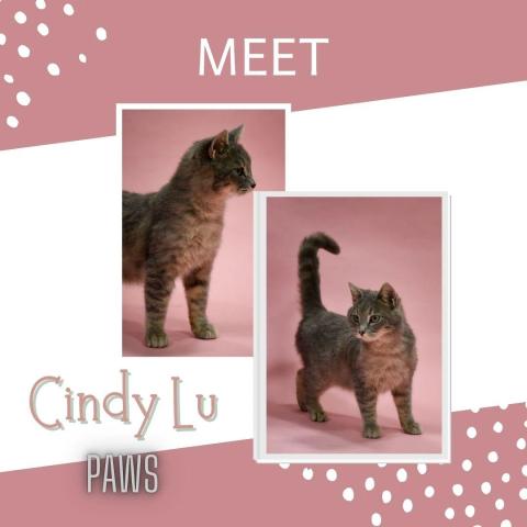 Cindy Lu