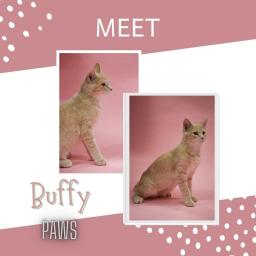 Buffy
