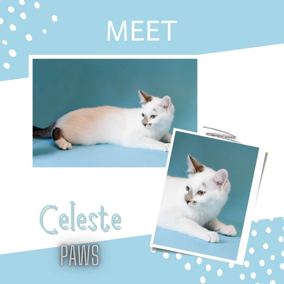 Celeste