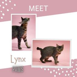 Lynx