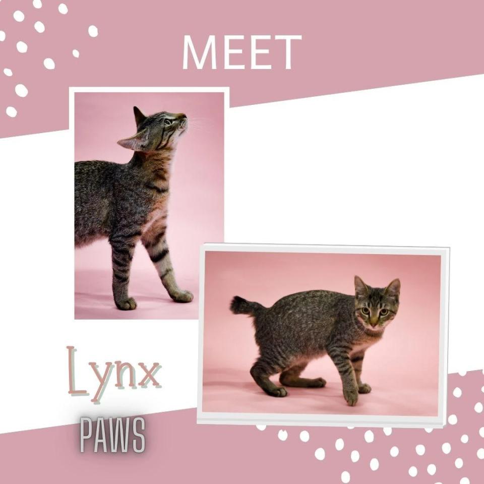 Lynx