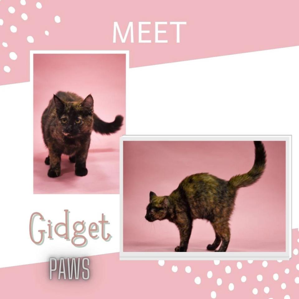 Gidget