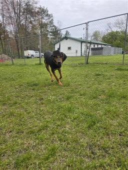 Bear, image 4