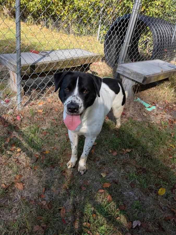 Rosco