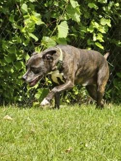 Charlie, image 2