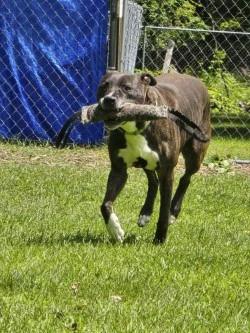 Charlie, image 3