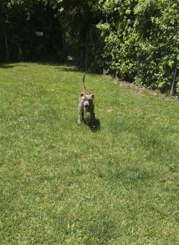 Duke, image 2