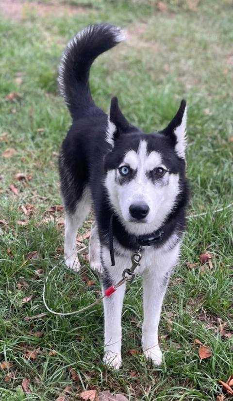 Nova