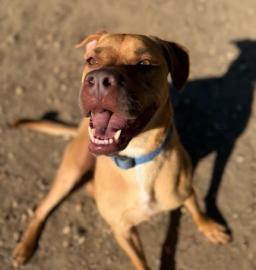 Banjo 