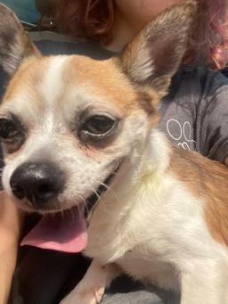Bugsy, image 5