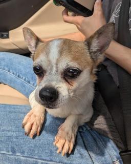 Bugsy, image 3
