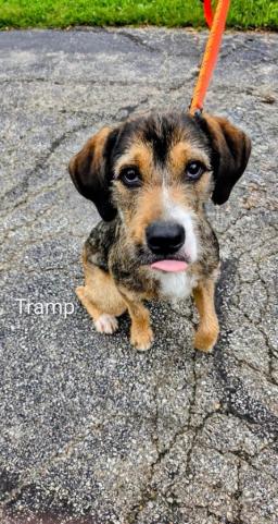 Tramp, image 4