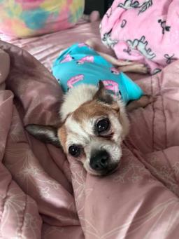 Bugsy, image 2