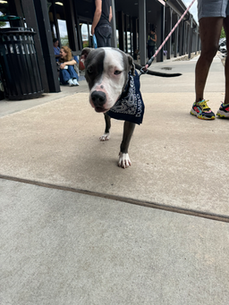 Dumbo, image 3