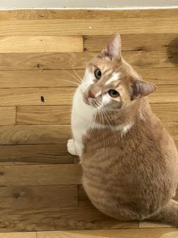 Mylo, image 2