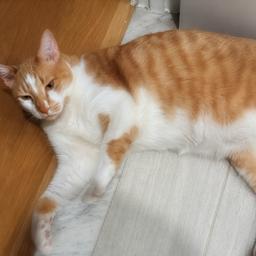 Mylo, image 5