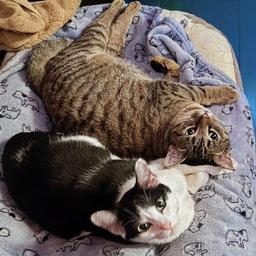 Missy & Minnie, image 2