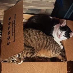 Missy & Minnie, image 5