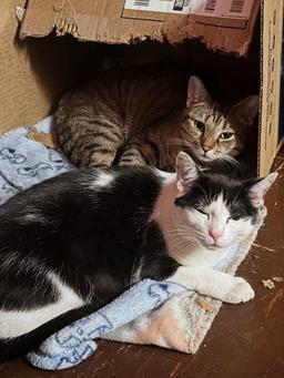 Missy & Minnie, image 4