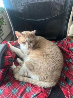 Mylo, image 3