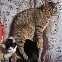 Missy & Minnie, image 3