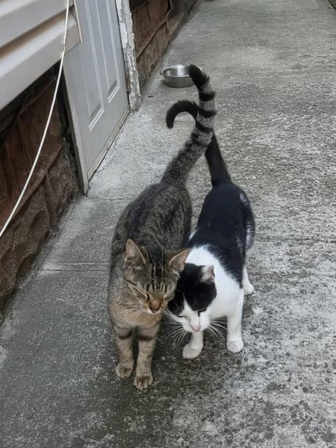 Missy & Minnie