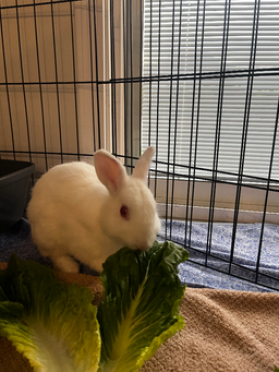 Tofu, image 4