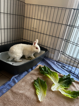 Tofu, image 3