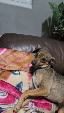 Brownie, image 3