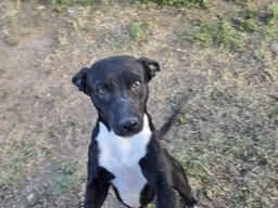 Tux