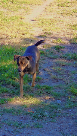 Brownie, image 2