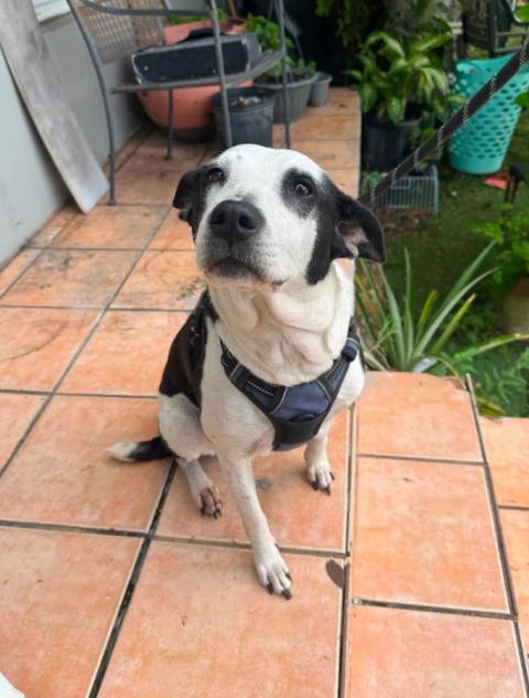 Lola