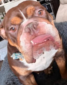 Marley Mae, image 2