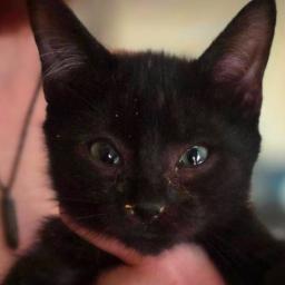 Salem