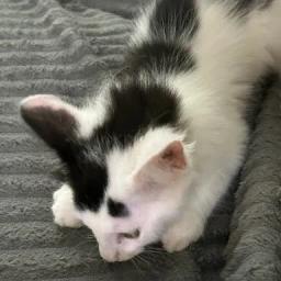 Spot