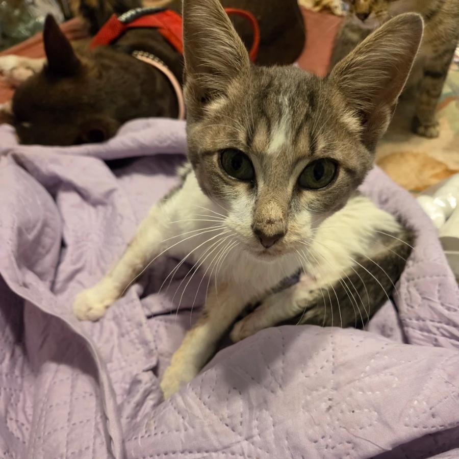 Mr Biscuits