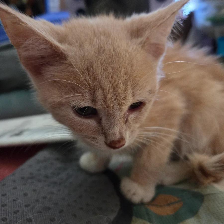 Cheddar