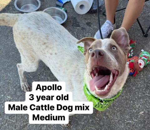 Apollo