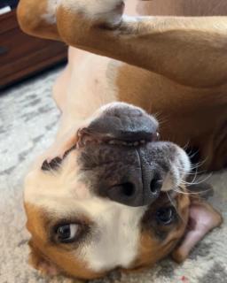 Monty, image 2