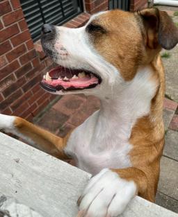 Monty, image 3