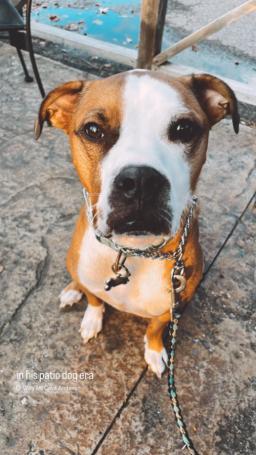 Monty, image 4