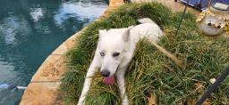 North Pole Noodle, image 4