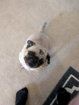 Bella, image 2