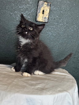 Abby, image 5