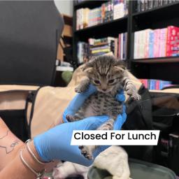 Closed For Lunch, image 2