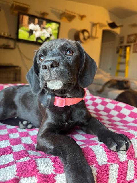 Millie