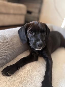 Millie, image 2