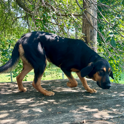 Lucy, image 2