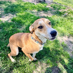 Hazel