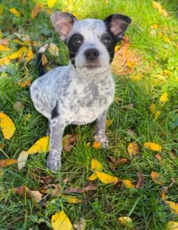 Mateo